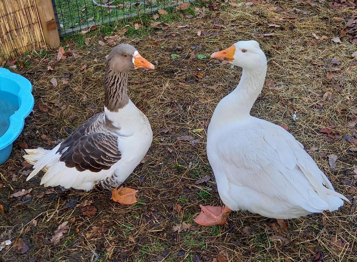 'T Hertje Ermelo Zewnętrze zdjęcie